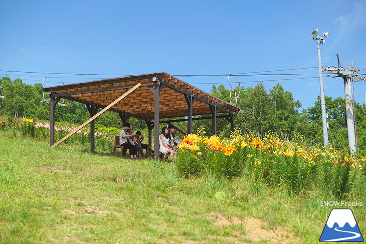 北海道最大級、213万輪のゆりの花！『オーンズ春香山ゆり園』